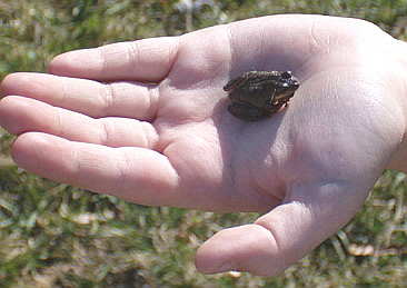 little tiny frog